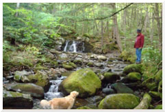 About 5 bdr forest1