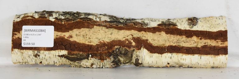 Birch - Masur 21 BIRMAS1084 1